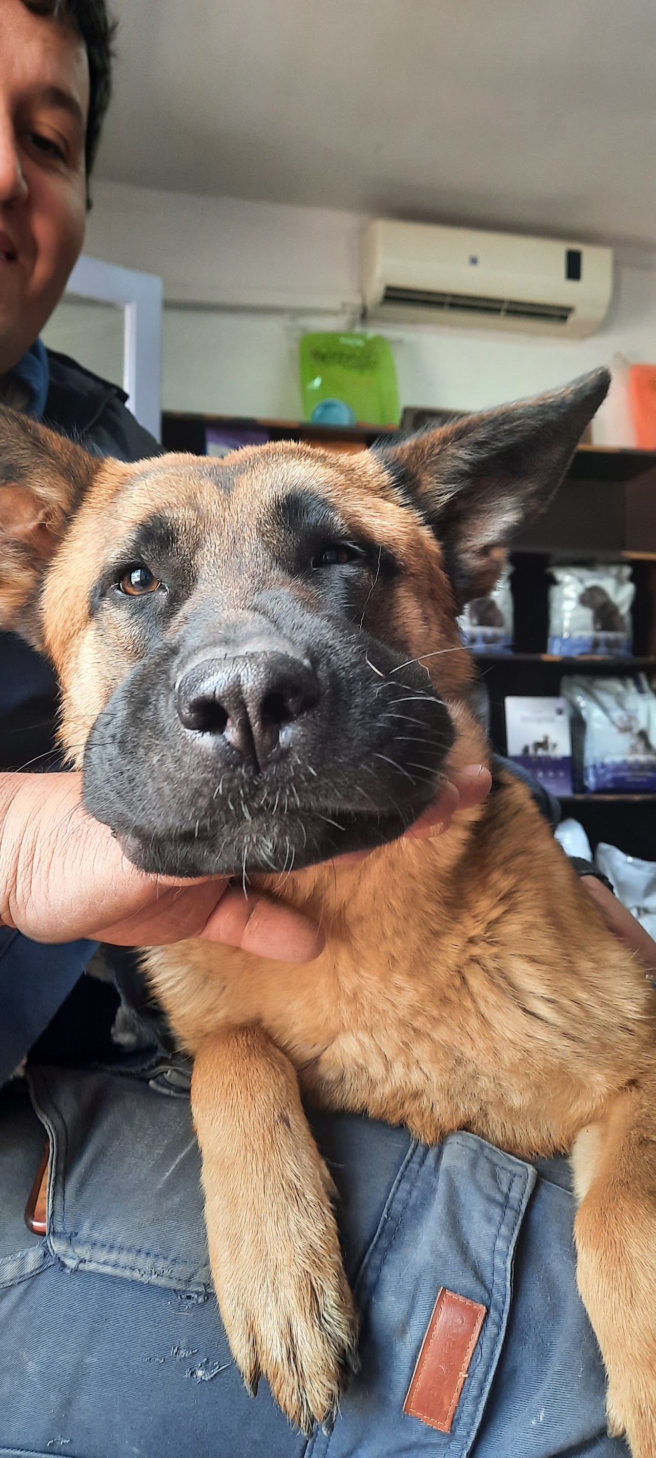 Paciente atendido en Veterinaria Buena Pata