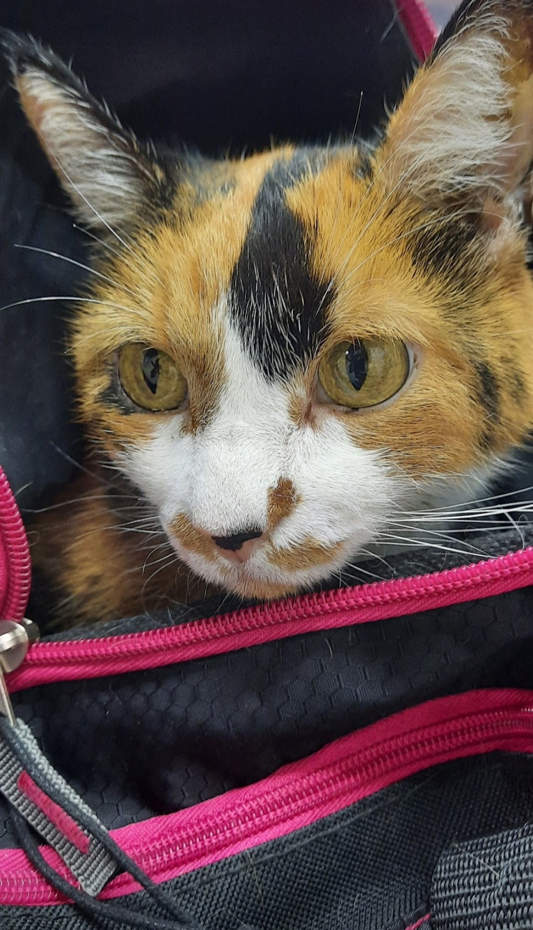 Mascota atendida en Veterinaria Buena Pata